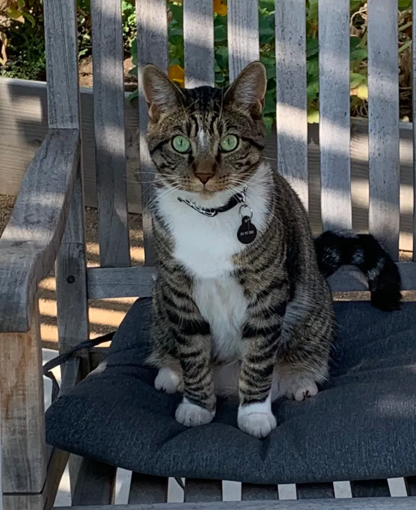 Lost cat in Corona, CA, 92883