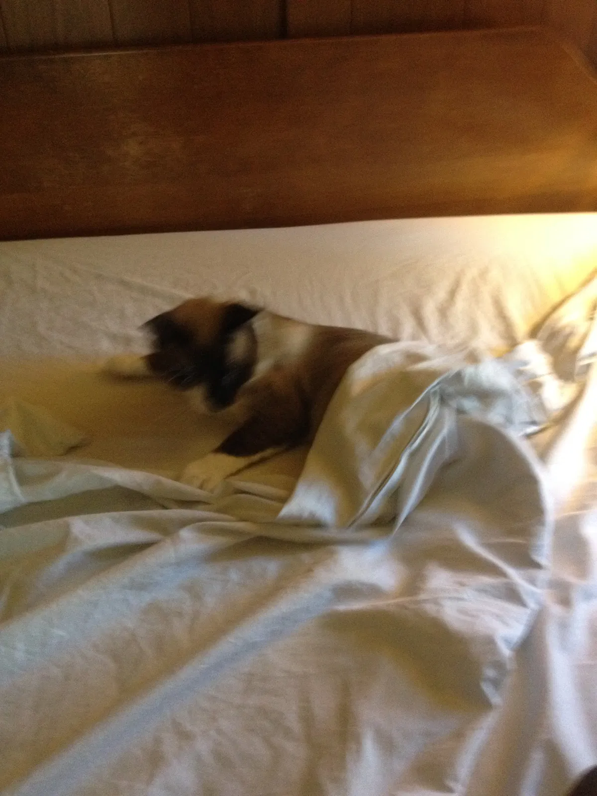 Lost cat in Horseheads, NY, 14845