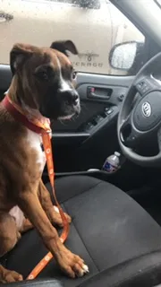 Lost dog in Marrero, LA, 70072