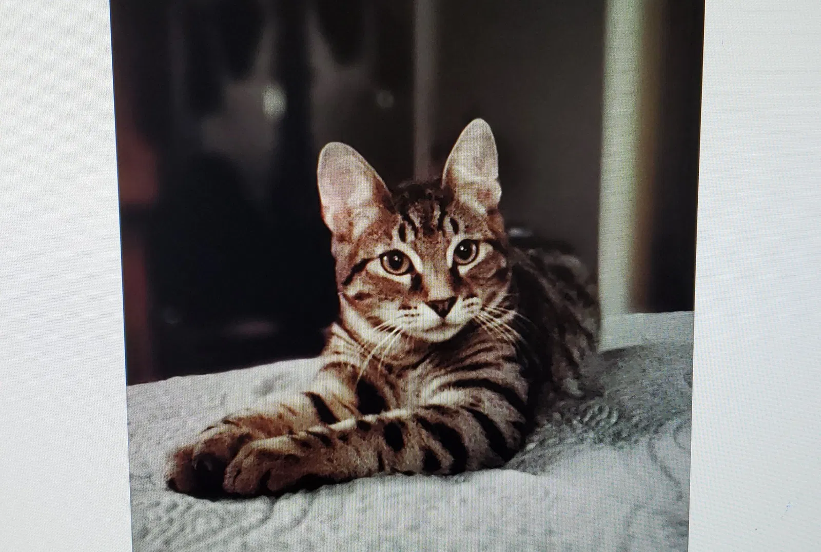 Lost cat in Albuquerque, NM, 87120