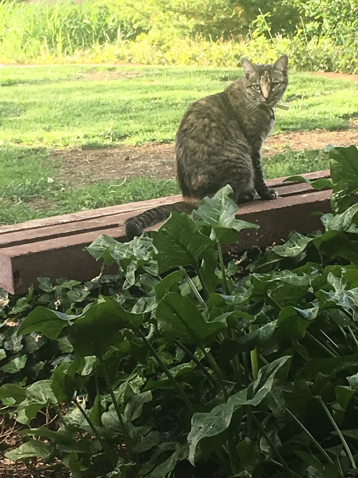 Lost cat in Albuquerque, NM, 87106