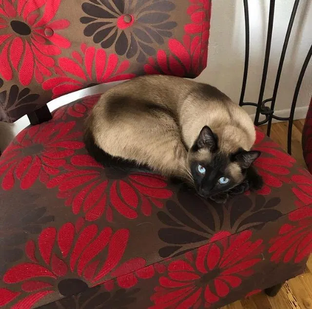 Lost cat in Westminster, CO, 80031