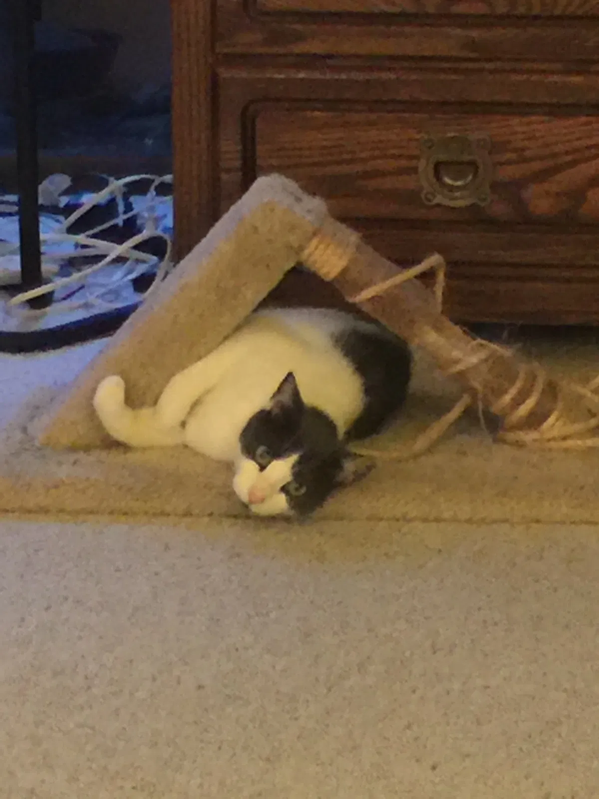 Lost cat in Pebble Beach, CA, 93953