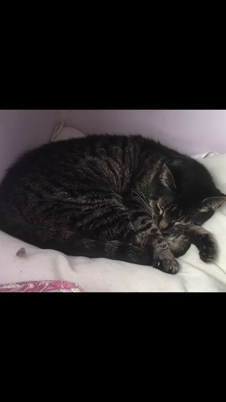 Lost cat in Champaign, IL, 61821