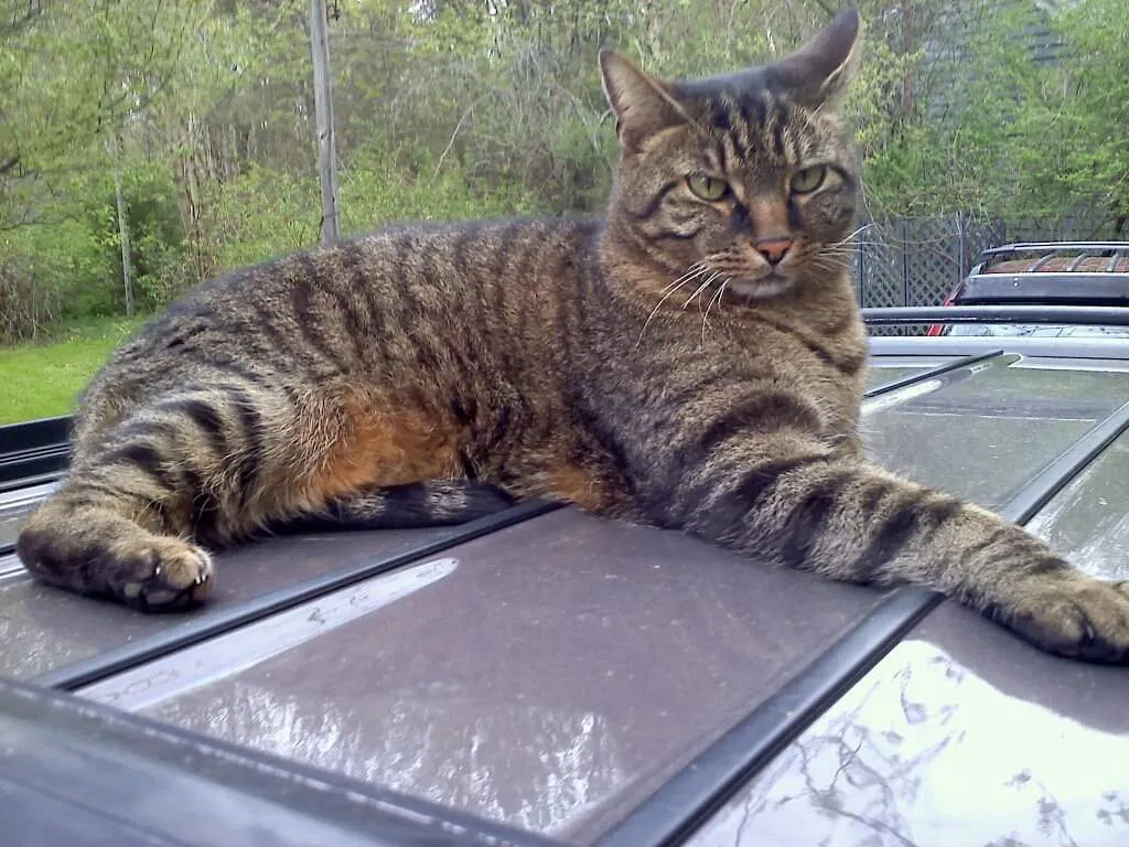 Lost cat in Chagrin Falls, OH, 44022