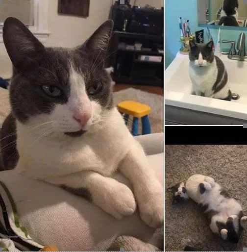 Lost cat in Kingston, NY, 12401