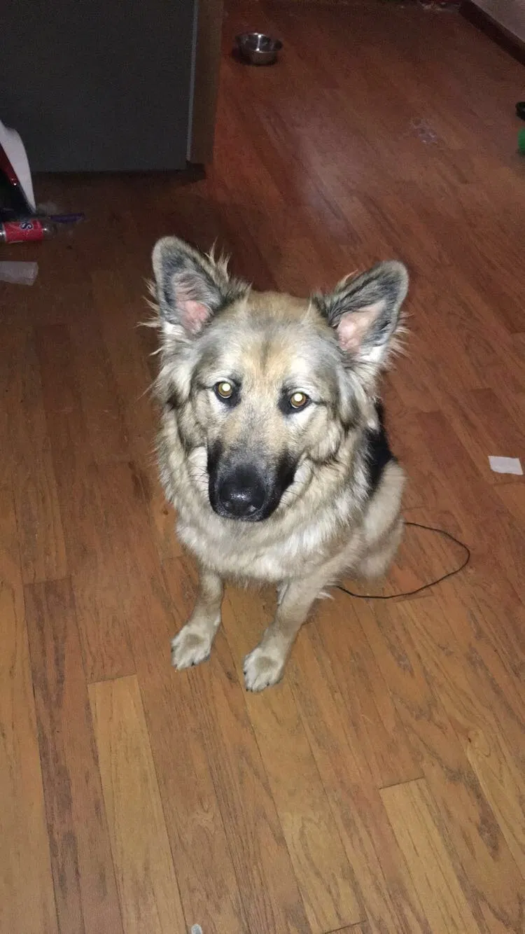 Lost dog in Dallas, GA, 30157