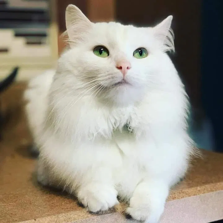 Lost cat in Covington, KY, 41016