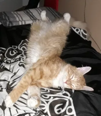 Lost cat in Acworth, GA, 30101