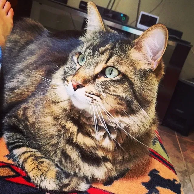 Lost cat in Sacramento, CA, 95821