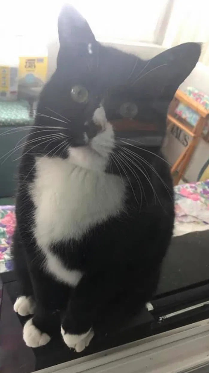 Lost cat in Miamisburg, OH, 45342