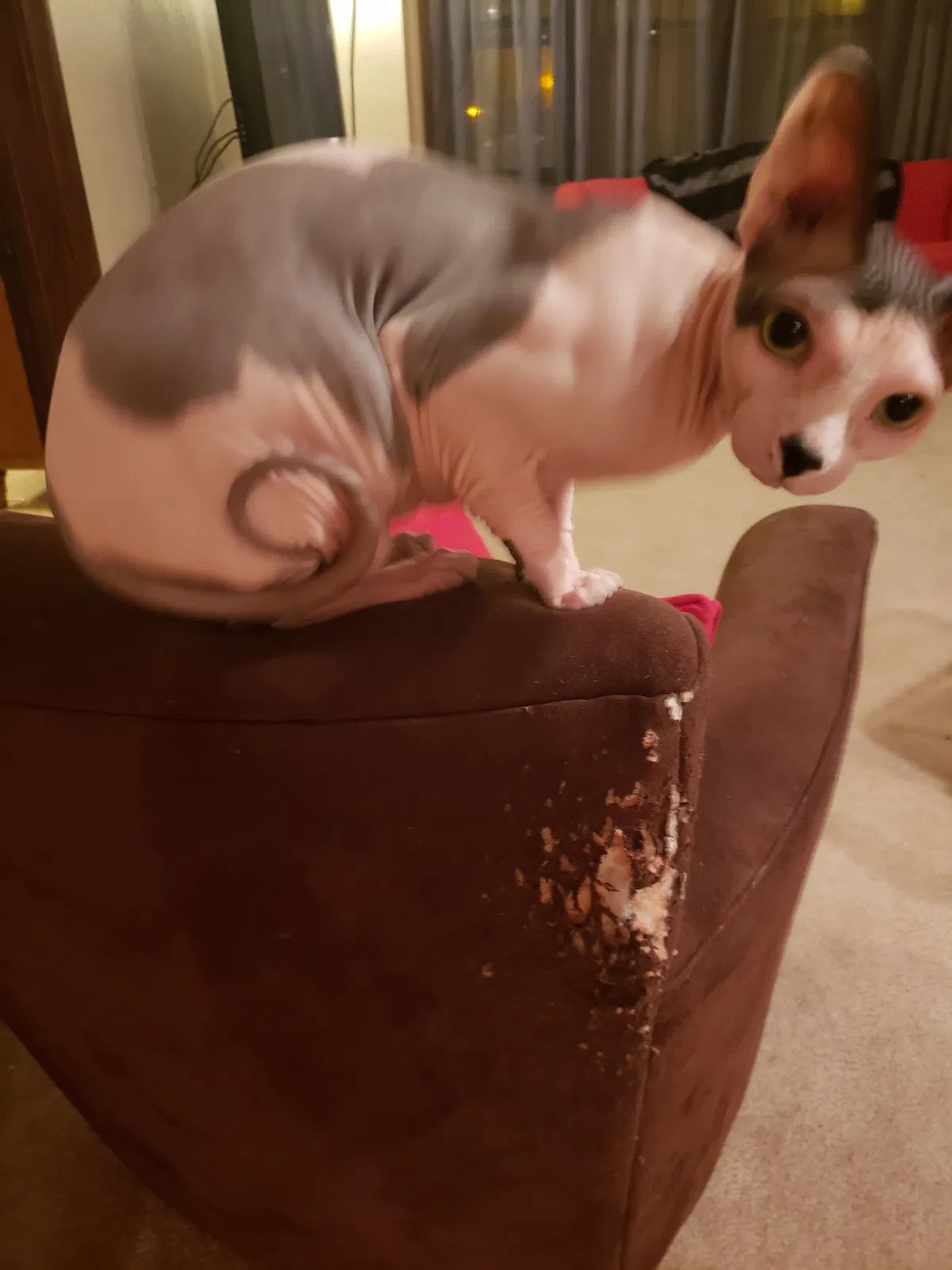 Lost cat in Milwaukee, WI, 53219