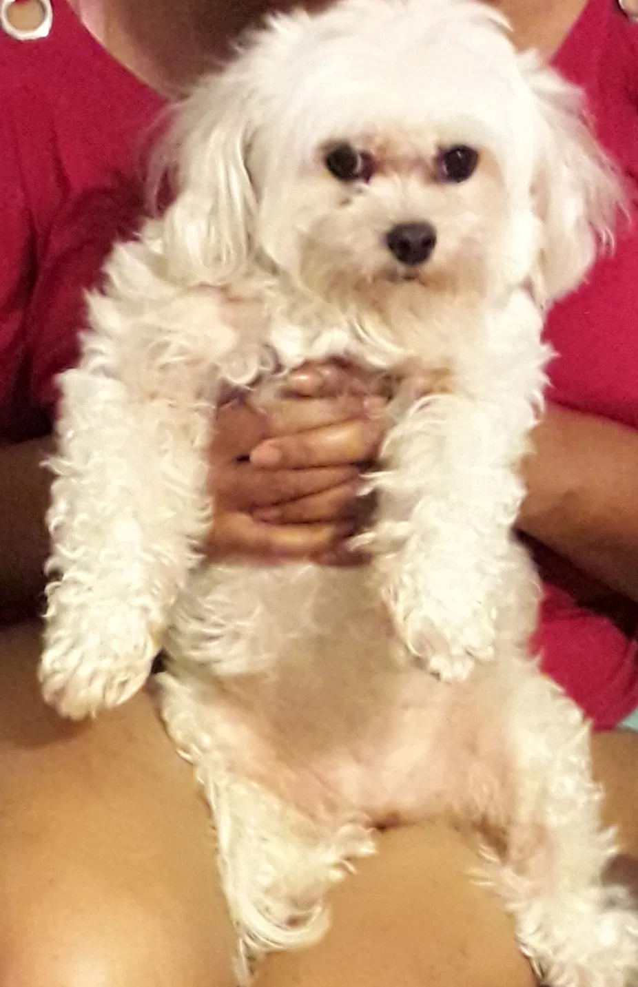 Lost dog in Winter Haven, FL, 33880