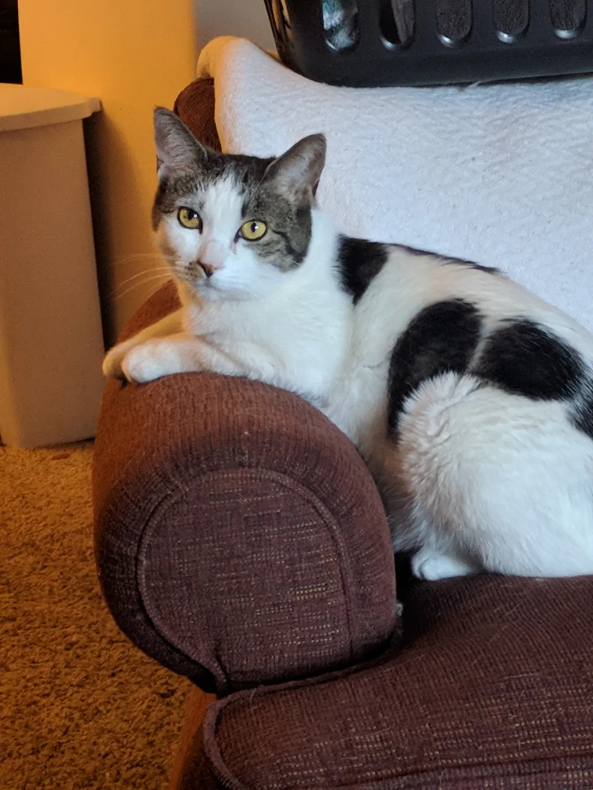 Lost cat in Reno, NV, 89523