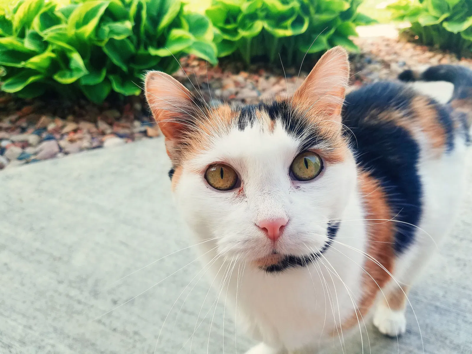Lost cat in East Peoria, IL, 61611