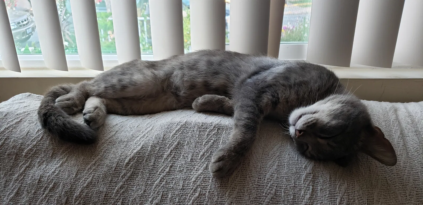 Lost cat in Newark, CA, 94560