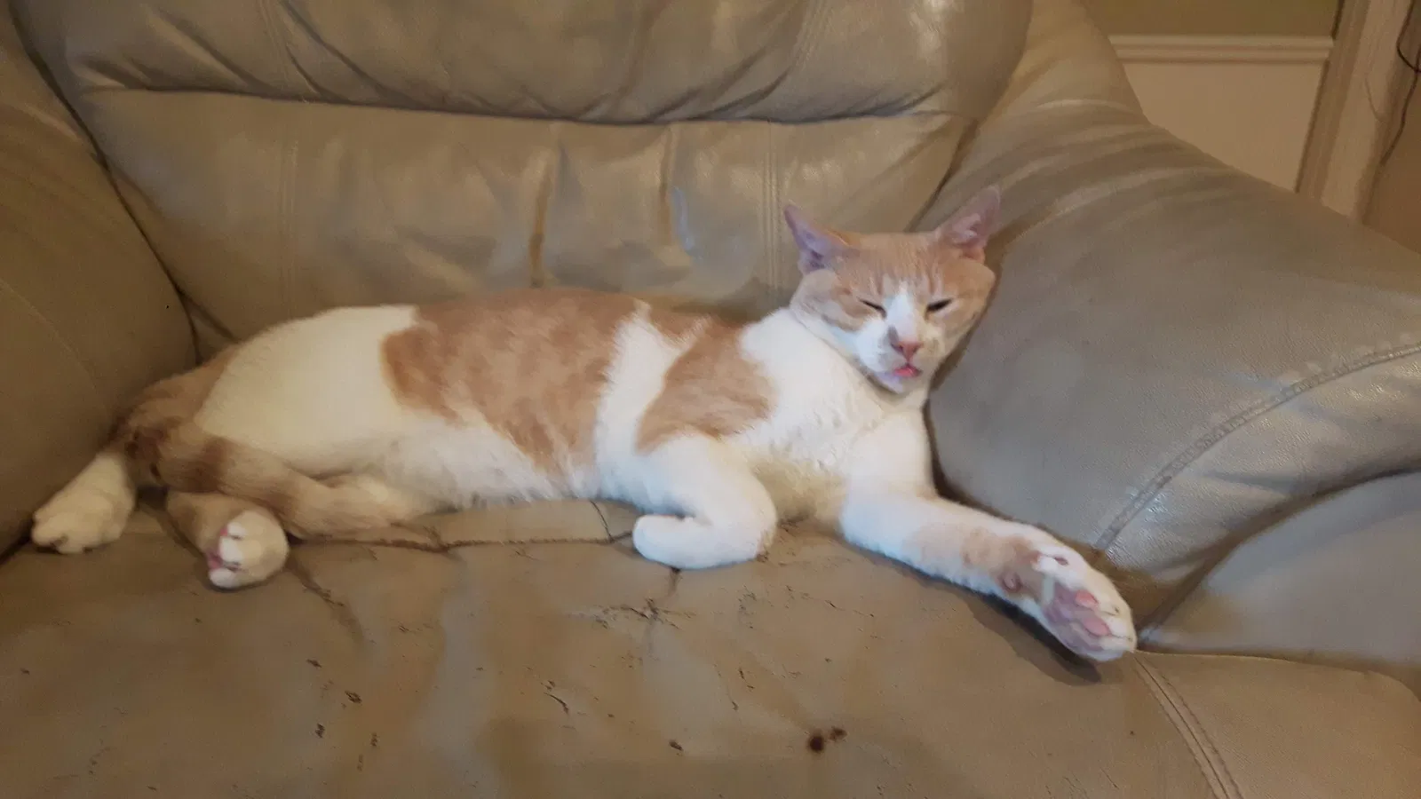Lost cat in Unknown, CA, 0