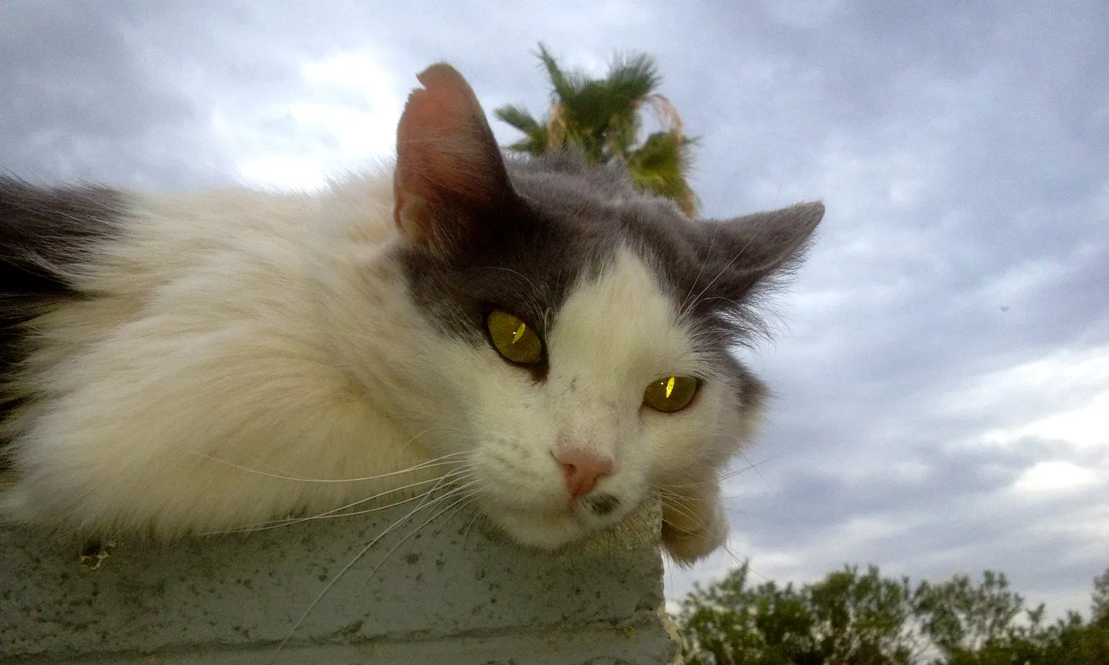 Lost cat in Phoenix, AZ, 85032