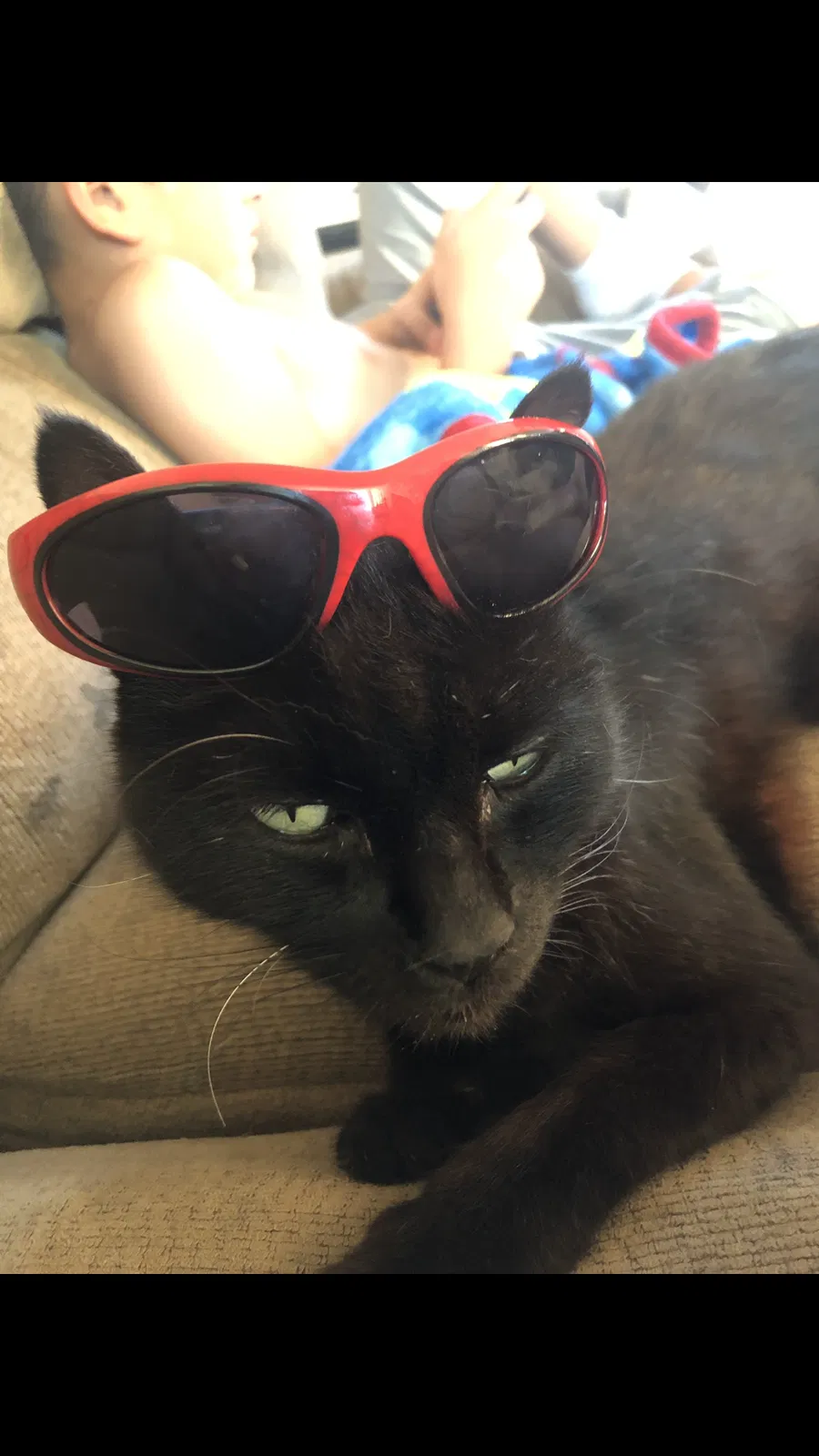 Lost cat in Salem, OR, 97301