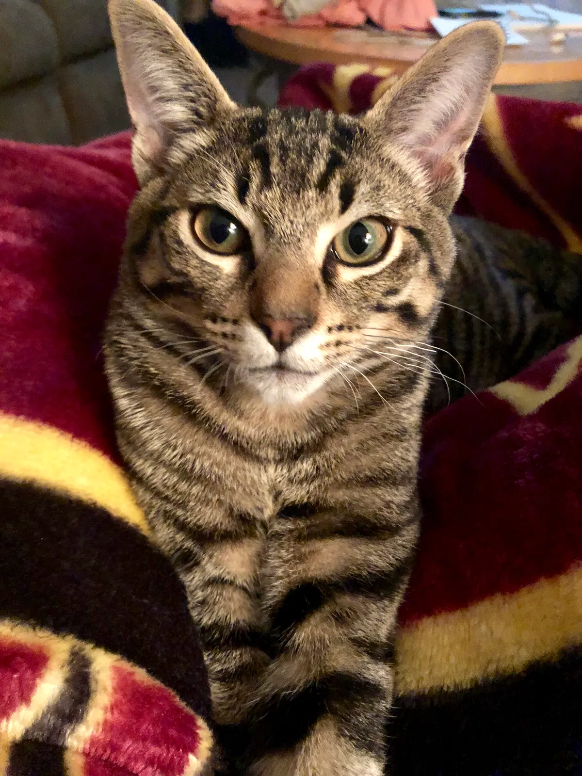 Lost cat in Happy Valley, OR, 97086