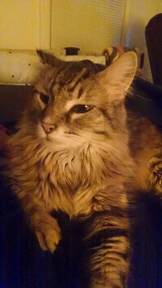 Lost cat in Hamilton, OH, 45013