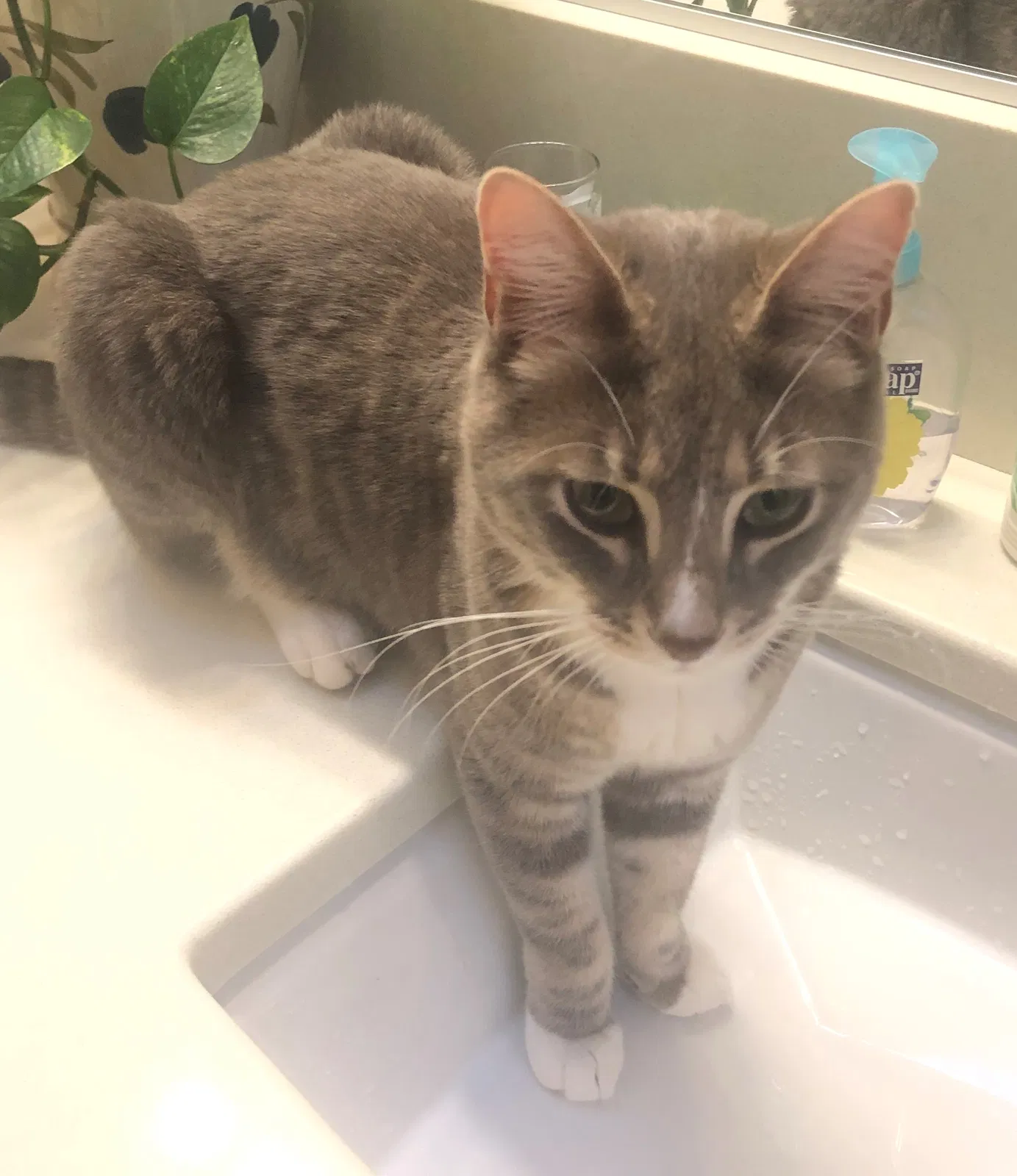 Lost cat in Happy Valley, OR, 97086