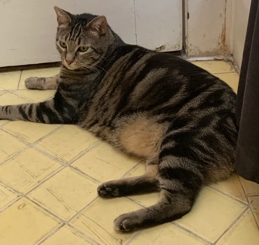 Lost cat in Los Banos, CA, 93635
