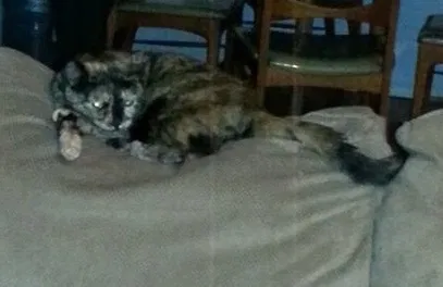 Lost cat in Clatskanie, OR, 97016