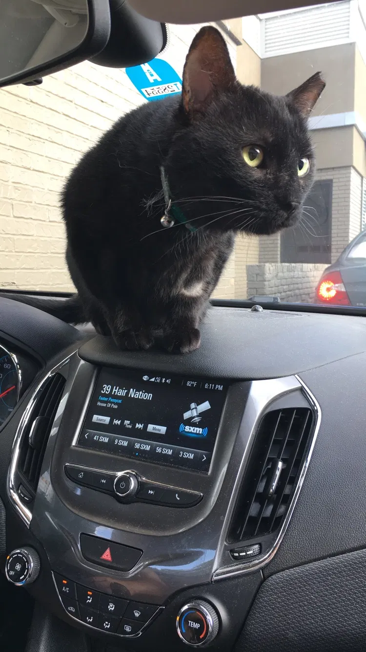 Lost cat in Indianapolis, IN, 46217