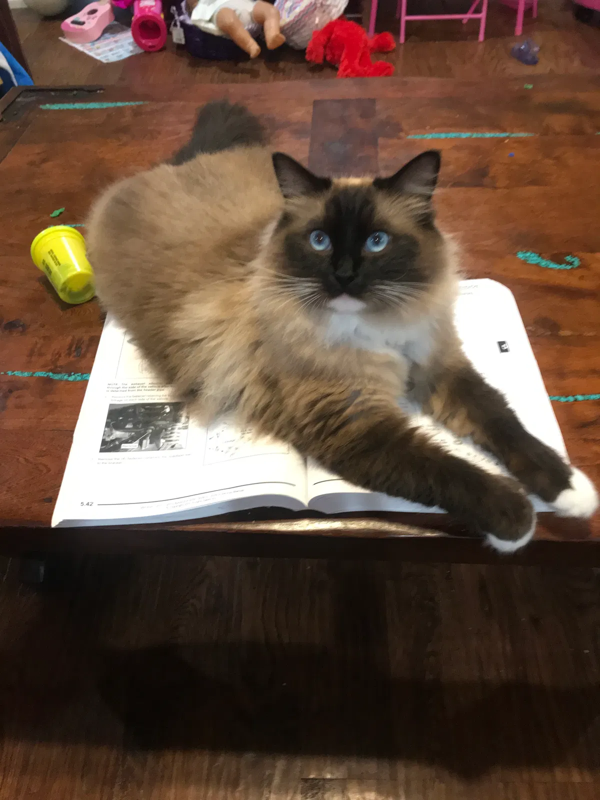 Lost cat in Eucha, OK, 74342