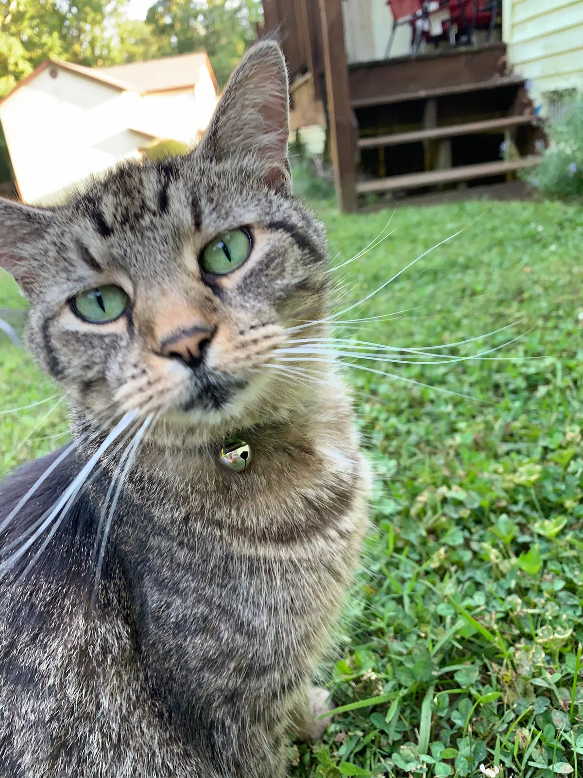 Lost cat in Bloomington, IN, 47404