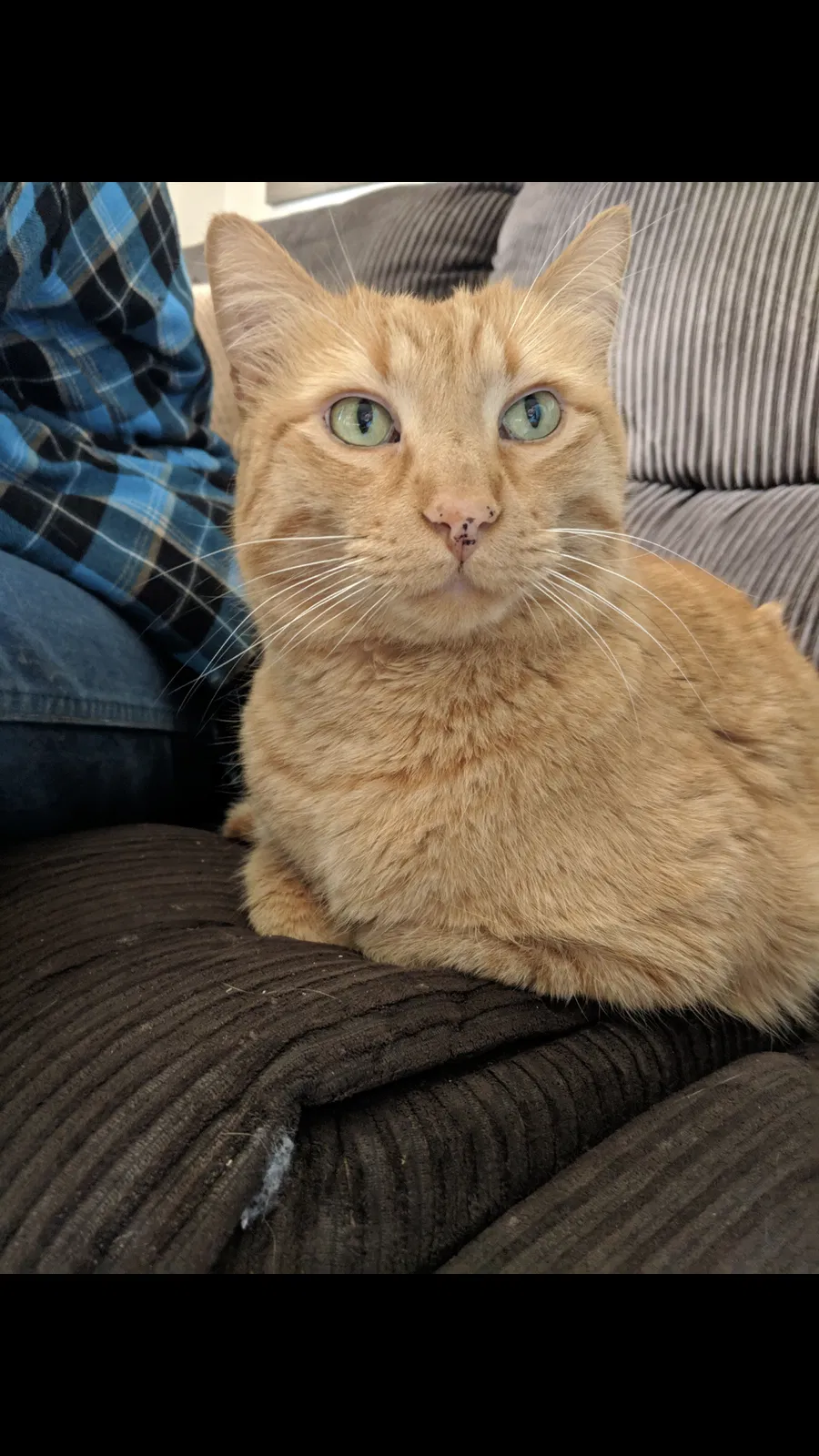 Lost cat in Arvada, CO, 80004