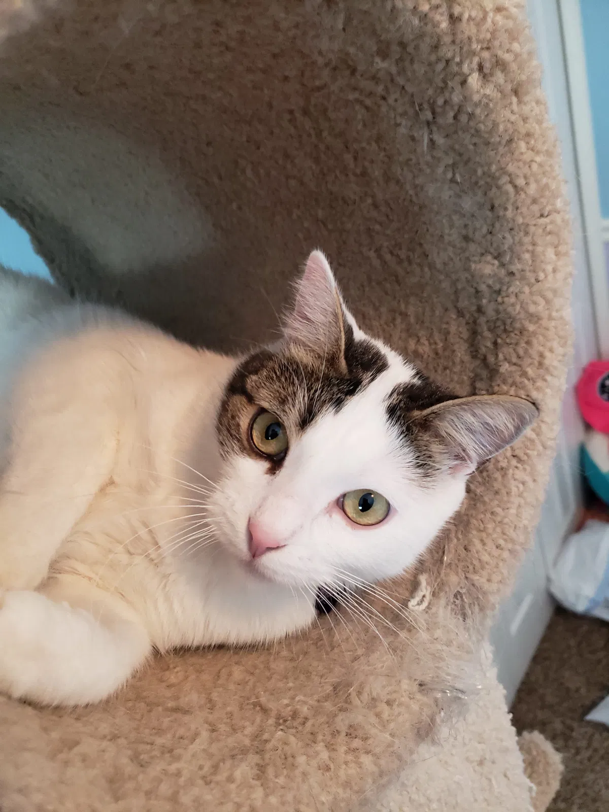 Lost cat in Kaysville, UT, 84037