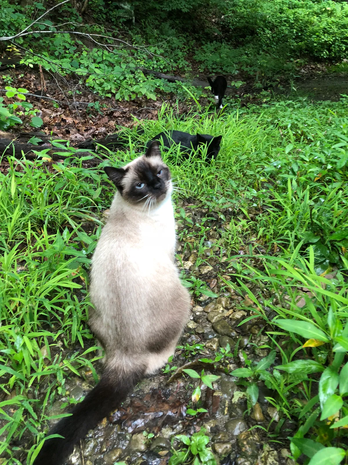 Lost cat in Nineveh, IN, 46164