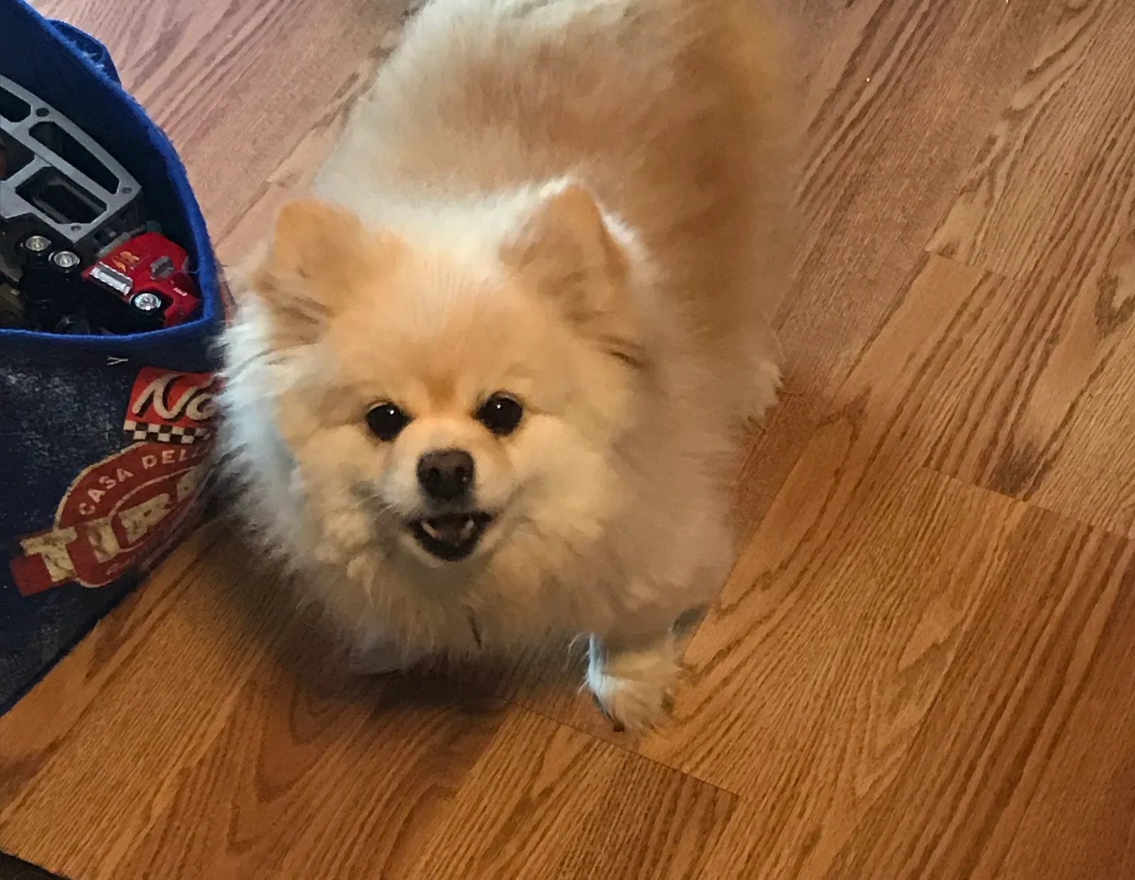 Lost dog in Broken Arrow, OK, 74012