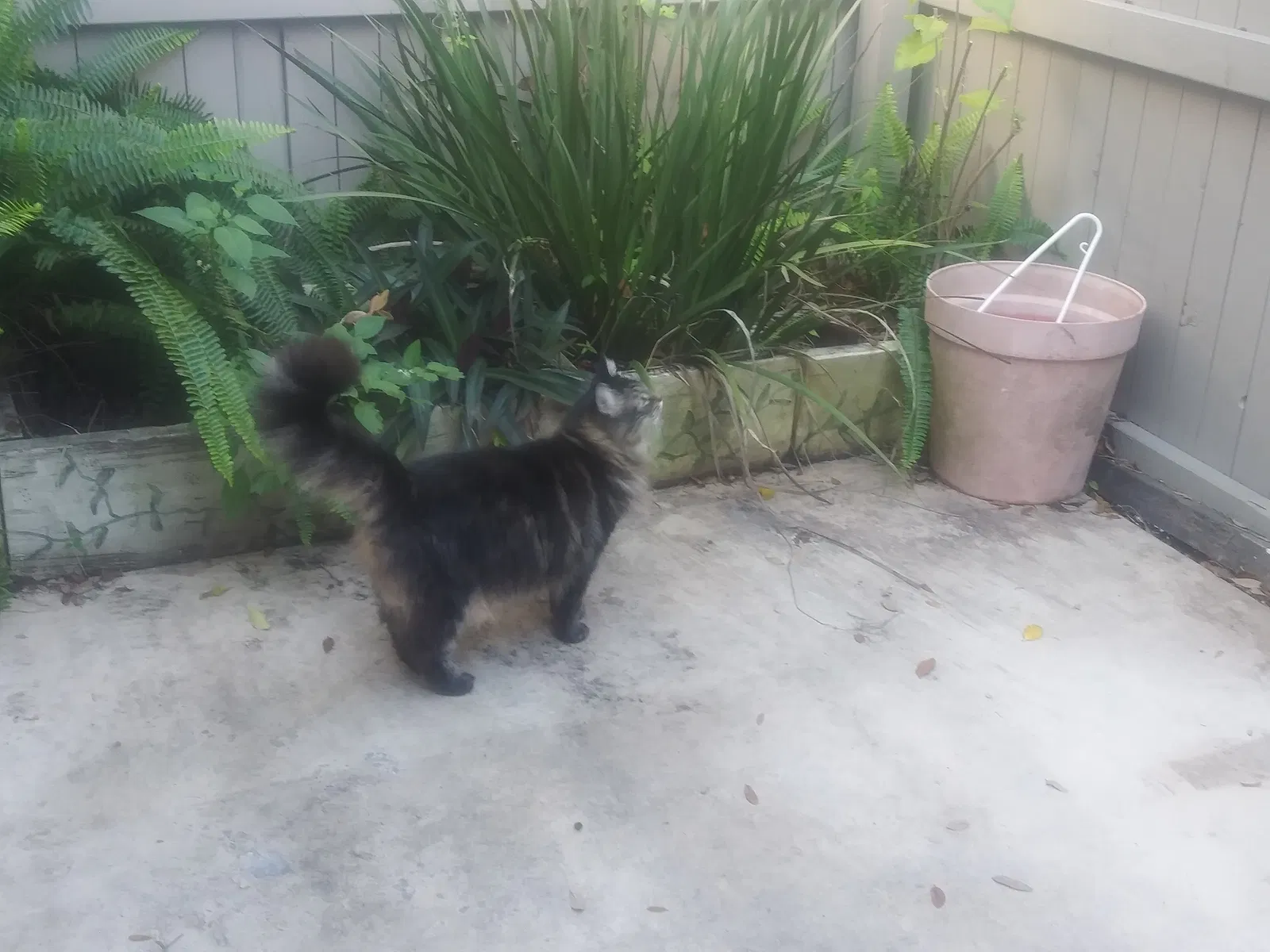 Lost cat in Tampa, FL, 33637