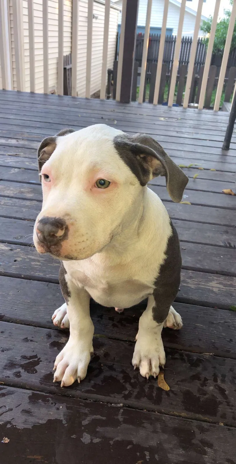 Lost dog in Racine, WI, 53405