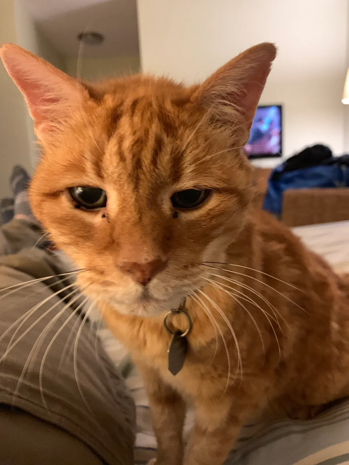 Lost cat in Philadelphia, PA, 19118