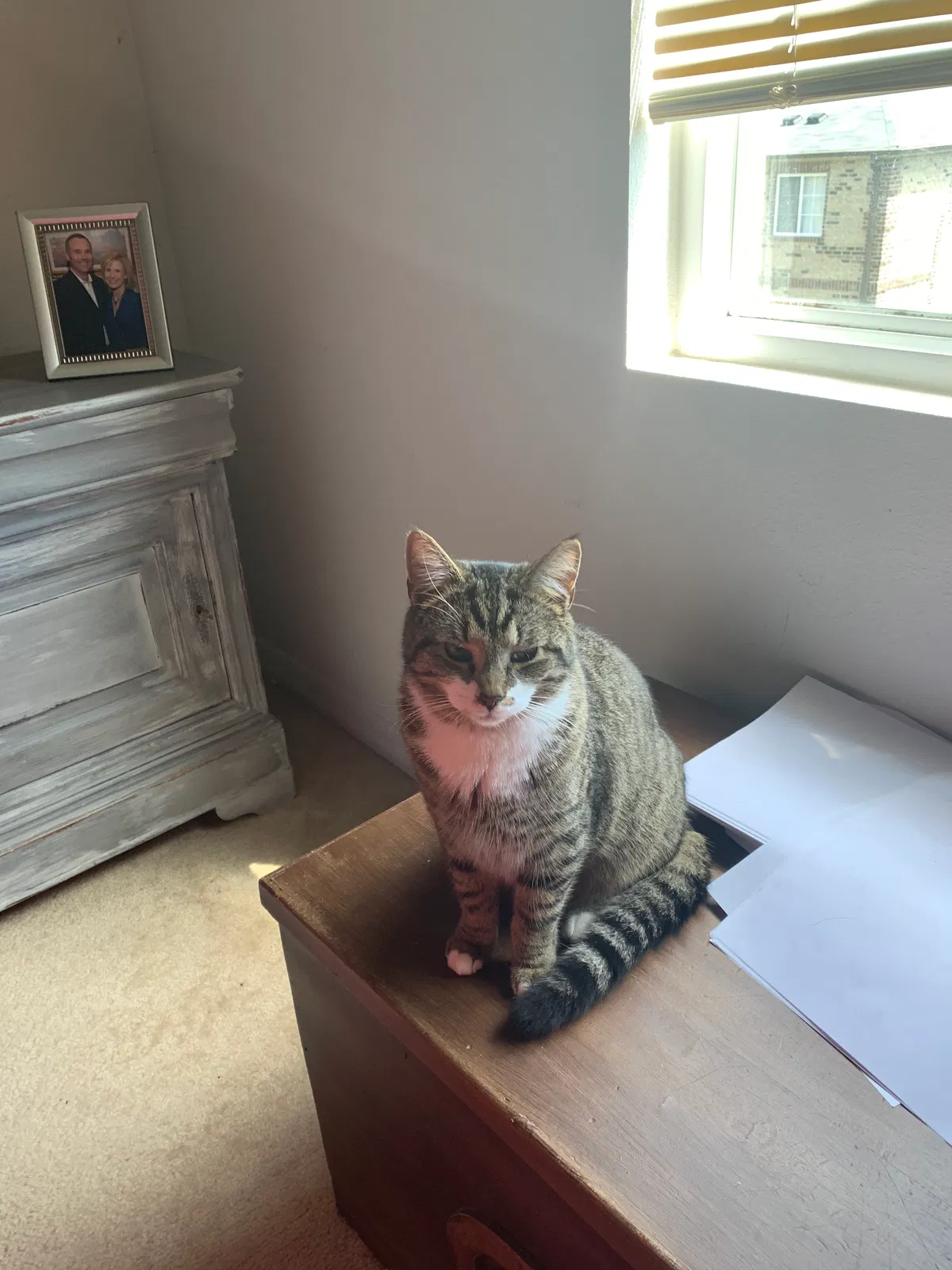 Lost cat in Greensboro, NC, 27405
