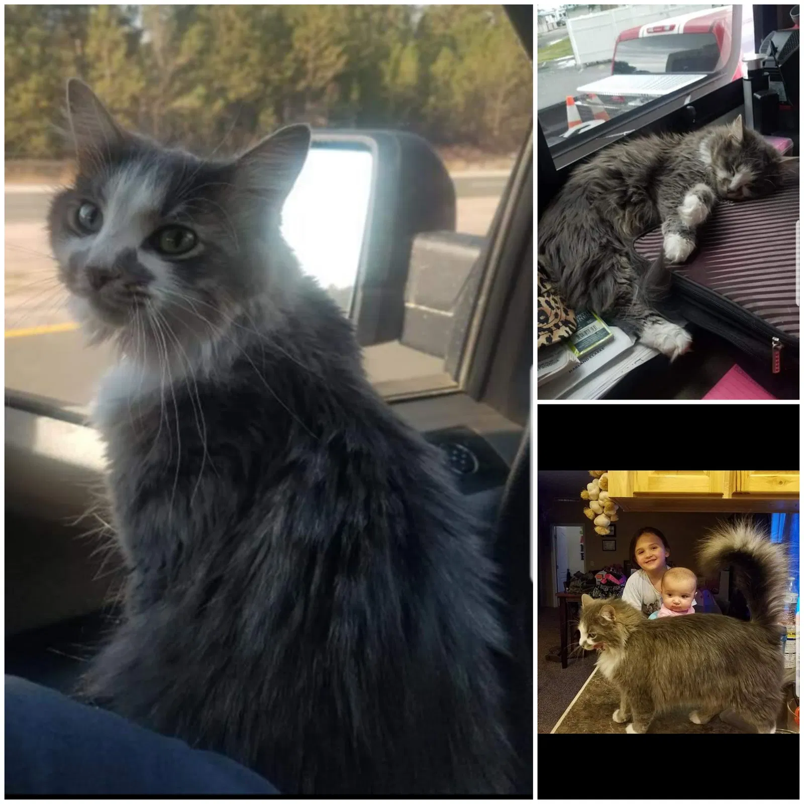 Lost cat in Laramie, WY, 82072