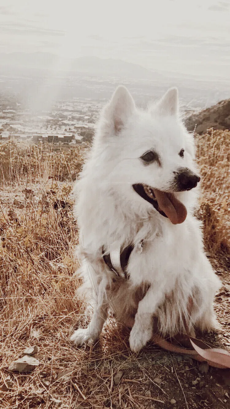 Lost dog in Salt Lake City, UT, 84108