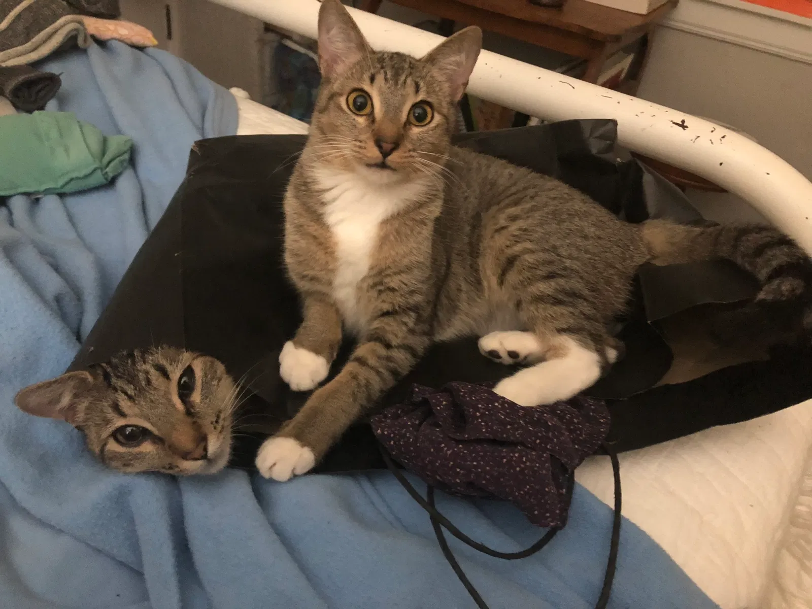 Lost cat in Columbus, MS, 39705