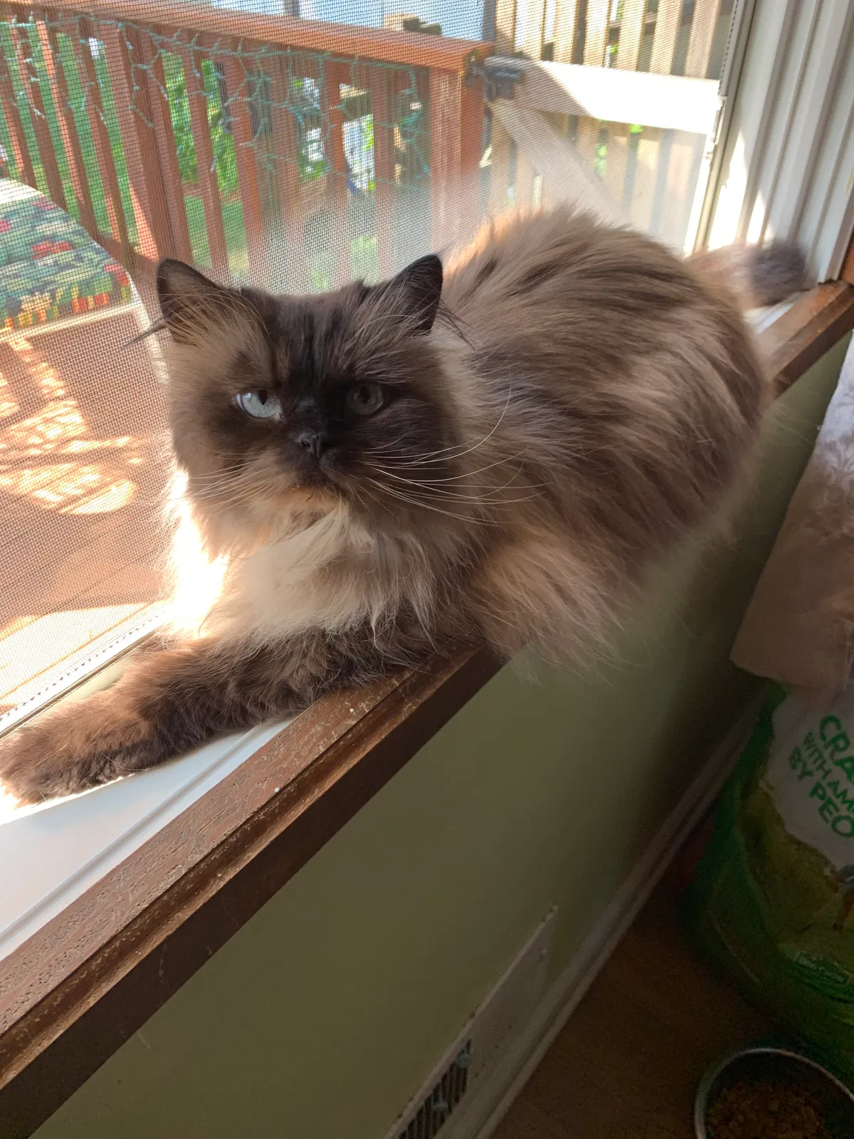 Lost cat in Catasauqua, PA, 18032