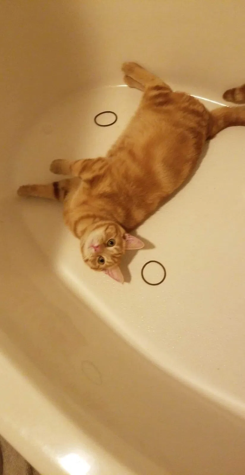 Lost cat in Tellico Plains, TN, 37385