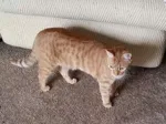 Lost cat in Durham, NC, 27703