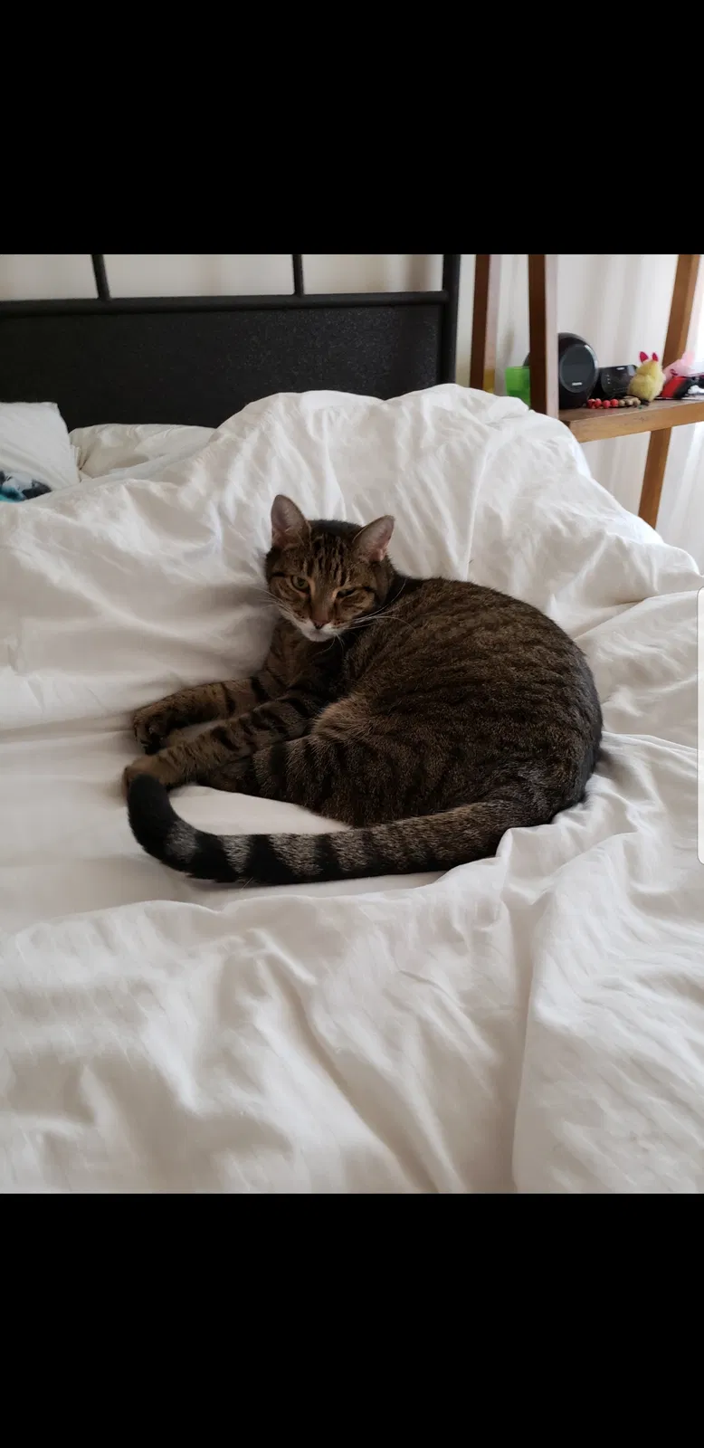 Lost cat in Pottstown, PA, 19465