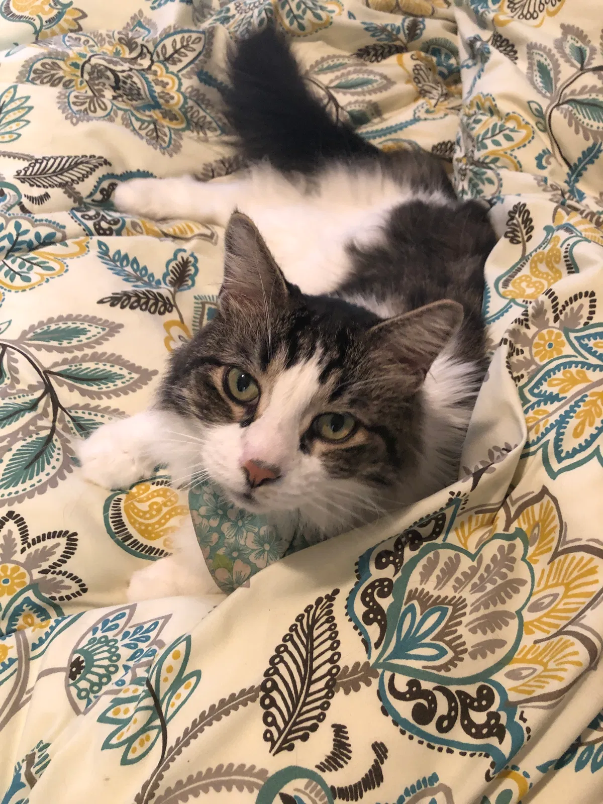Lost cat in Lexington, KY, 40511