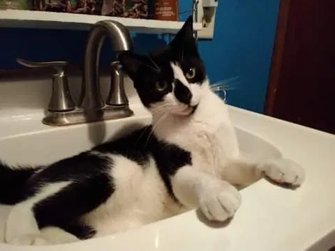 Lost cat in Live Oak, FL, 32060