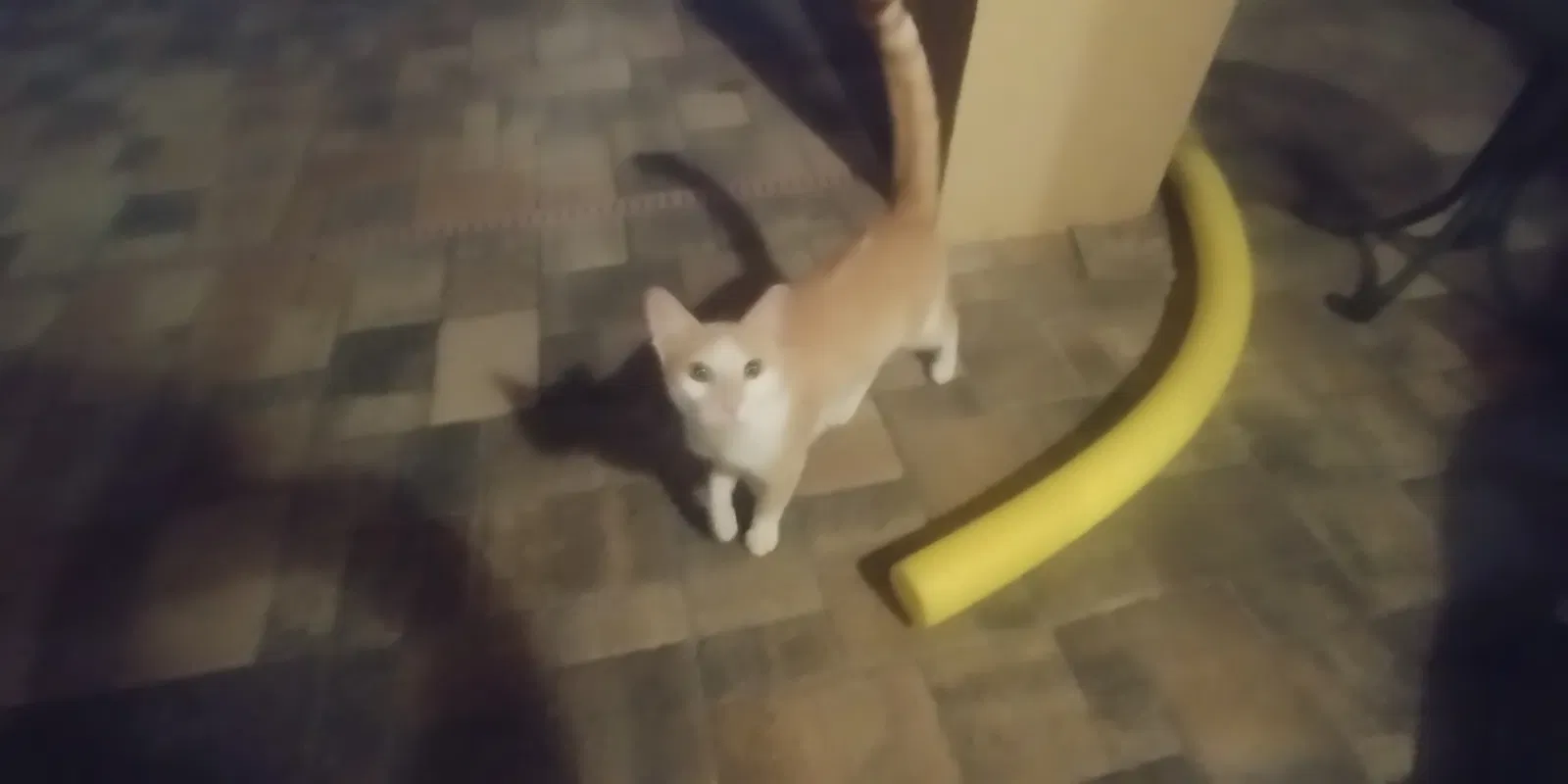 Found cat in Spring Hill, FL, 34609