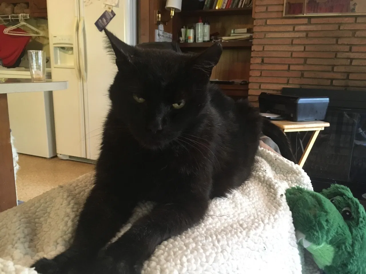 Lost cat in Spartanburg, SC, 29301